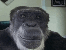 a chimpanzee with a beard is sitting in a chair and smiling at the camera .