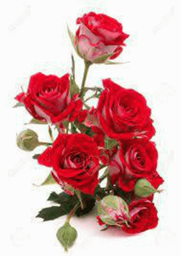 Thanks For Your Love And Care GIF - Thanks For Your Love And Care ...