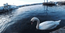 лебедь Swan GIF - лебедь Swan Lake GIFs