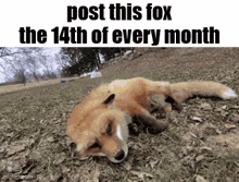 a picture of a fox laying in the grass with the words post this fox the 14th of every month