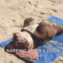 Beach Day Chilling GIF - Beach Day Chilling Dogs GIFs