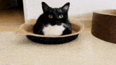 Unico Silly Cat GIF - Unico Uni Silly Cat GIFs