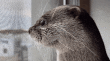 Otter What GIF - Otter What Watching GIFs