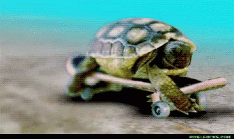 Turtle On Skateboard GIFs | Tenor