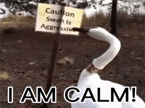 calm-swan.gif