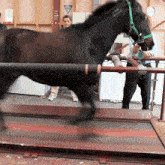 Horse Benchmark GIF - Horse Benchmark Treadmill GIFs