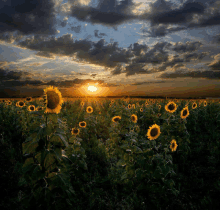 Sunrise With The Sun Flowers GIF - Sunrise With The Sun Flowers GIFs