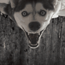 Spooks Scary GIF - Spooks Scary Creepy GIFs