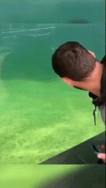 Seal Aquarium GIF