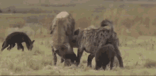 hyena fight