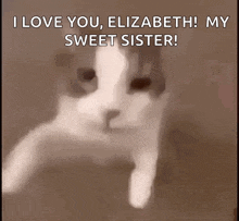 a cat says i love you elizabeth ! my sweet sister