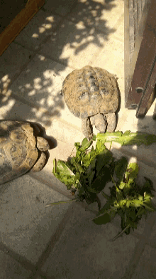 Turtle Tartaruga GIF - Turtle Tartaruga Tartoise GIFs