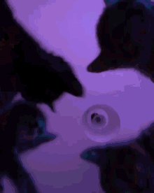 Cats Vibe Cats GIF - Cats Vibe Cats Party GIFs
