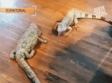 Iguana Attack Nibble GIF - Iguana Attack Nibble Fight GIFs