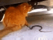 Cats Snakes GIF - Cats Snakes Cat GIFs