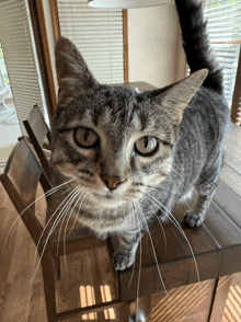 a cat is standing on a wooden table looking at the camera