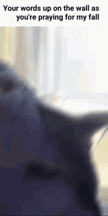 Evil Cat Izzy Cat GIF - Evil Cat Izzy Cat Your Words Up On The Wall As Youre Praying For My Fall GIFs