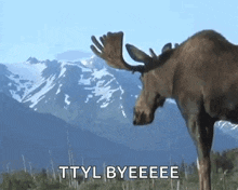 Moose Nature GIF - Moose Nature GIFs