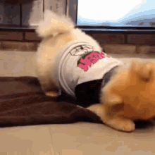 burrito jiff cute puppy roll
