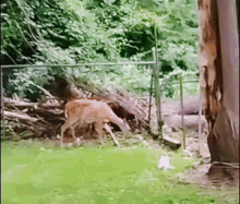 funnycats car chasing deer