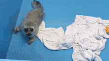 Seal Spin GIF - Seal Spin Silly GIFs
