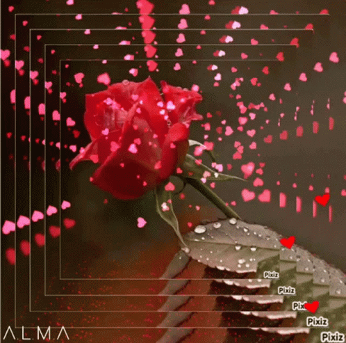 Rosa Roja Rose GIF - Rosa Roja Rose For You - Discover & Share GIFs