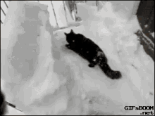 Falling Into Snow From The Balcony GIF - Balcony Cat Falling Into Snow GIFs