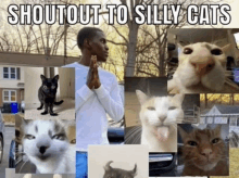 Silly Cats GIF