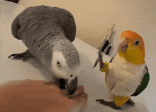 two birds are standing next to each other on a table and one of them is wearing yellow pants