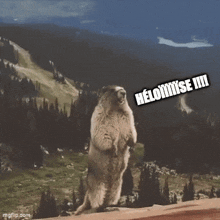 a ground squirrel stands on its hind legs in front of a mountain with the words " heloiimise iii " written on the top