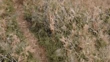a hillside with a lot of dry grass and a blue ocean in the background