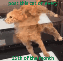Post This Cat GIF - Post This Cat Cute GIFs