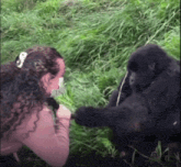 a woman feeds a gorilla a piece of grass