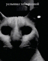 Cat Scary GIF - Cat Scary Ponyal GIFs