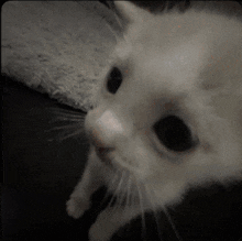 a close up of a white cat looking up at the camera
