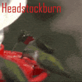 a hummingbird perched on a red flower with headstockburn tues 11 pm-2am est