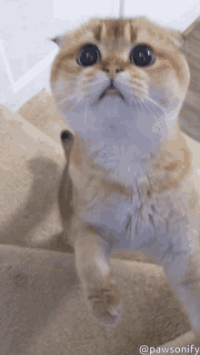 scottish fold attack cat pawsonify cute cat