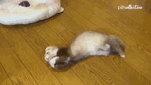 Marten The Pet Collective GIF - Marten The Pet Collective Playing GIFs