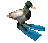Duck Spin Sticker