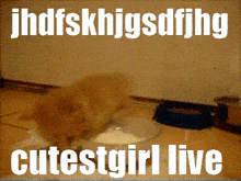 Cutestgirl Cutestgirl Live GIF - Cutestgirl Cutestgirl Live Cutestgirl Twitch GIFs