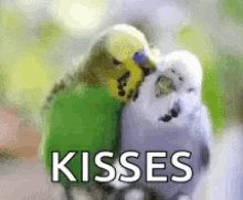 birds pets grooming kiss