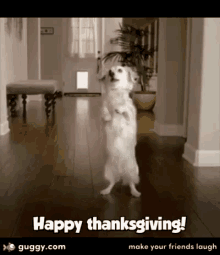 Dog Thanksgiving GIF - Dog Thanksgiving Dinner GIFs