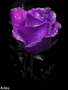 rose flower purple dew sparkle