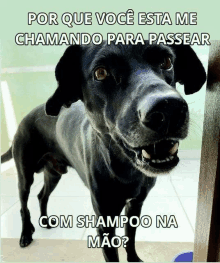 Dog Cachorro Black Banho GIF - Dog Cachorro Black Banho Shampoo Cachorro GIFs