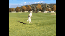 Eavie Excited GIF - Eavie Excited Dog GIFs