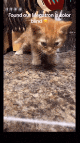 Megatron Cat GIF - Megatron Cat Colorblind GIFs