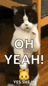 a black and white cat is standing on its hind legs and saying oh yeah !