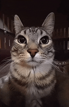 a close up of a cat 's face in a dark room