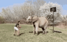 Defense Elephant GIF - Defense Elephant Basketball GIFs