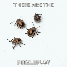 Beezlebugs GIF - Beezlebugs Beezlebug GIFs